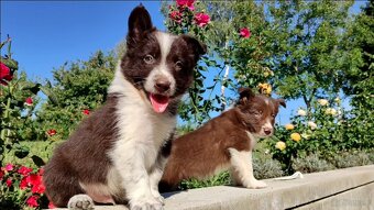 Wspaniały Pies FAZI - BORDER COLLIE z pełną dok. super rodzi - 3