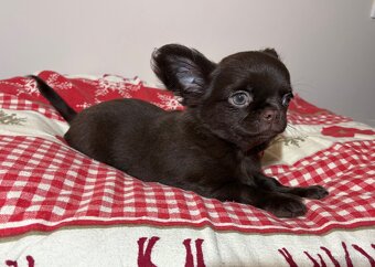 Chihuahua długowłosy czekoladowy - 3