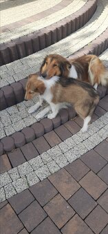 Suczka Owczarka collie - 3