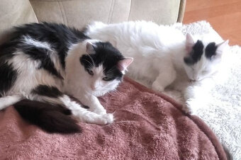 Kociaki z dłuższym futerkiem 10 mies. - 3