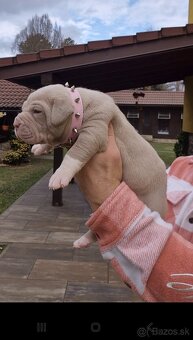 AMERICAN BULLY XXL - 3