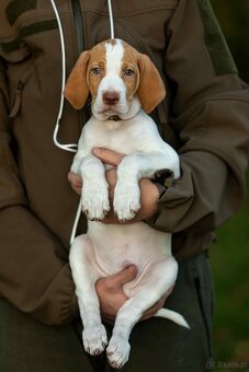 Braque saint-germain - 3