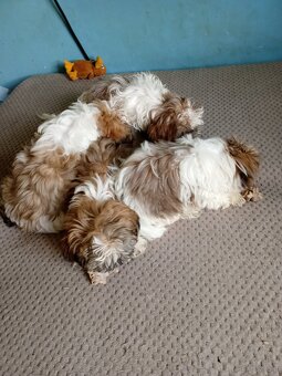 Shiz tzu - 3