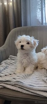 Maltańczyk Royal Maltese - 3