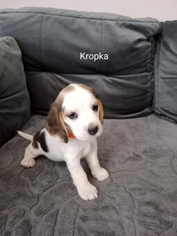 Beagle - 3