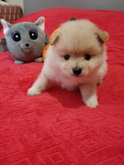Szpic pomeranian - 3
