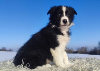 Rasowy BORDER COLLIE z prof. Hodowli, Pies z pełną dok. - 3