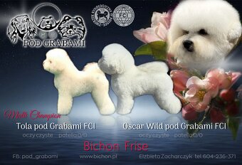 Bichon frise FCI do rezerwacji - 3