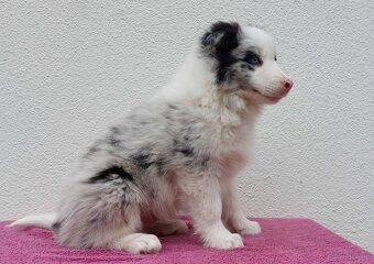 Rasowy pies bluemerle Border Collie z pełną dok. przebadani - 3