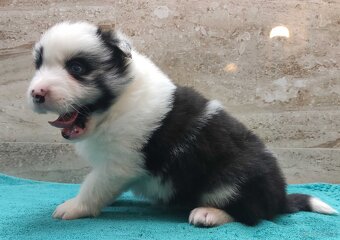 Pies SZOGUN Border Collie rasowy z hodowli z dokumentami do - 3