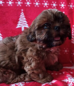 Shih Tzu szczeniaczek - 3