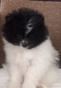 Szczenięta pomeranian - 3