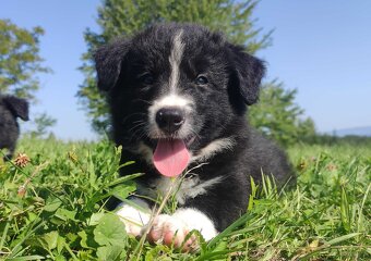 BORDER COLLIE czystej krwi z Hodowli - Rasowy pies z pełną d - 3