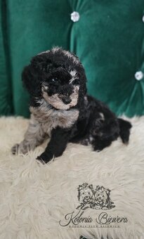 Pudel Miniaturowy piesek Blue Merle Badania genetyczne - 3