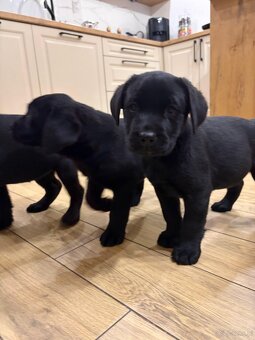 Labrador Retriever - 3