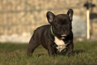 buldog francuski - 3
