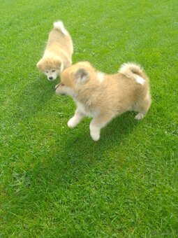 Akita Inu suczka - 3