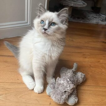Kocięta rasy ragdoll dostępne do adopcji - 3