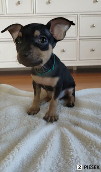 Pinczerki Pinczer Miniaturowy z Rodowodem CHIP Chłopaki Szuk - 3