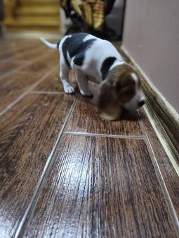 Suczka Beagle Tricolor - 3