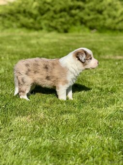 Border Collie ZKwP / FCI - 3