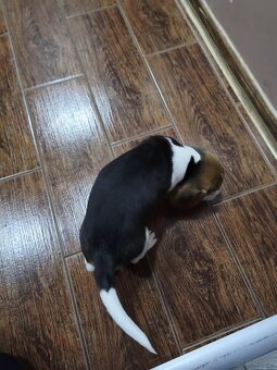 Beagle TRicolor - 3