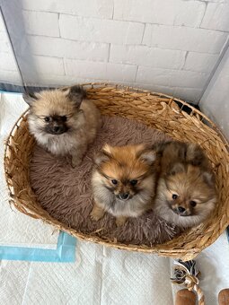 Pomeranianki miniaturka - 3