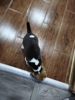 Suczka Beagle - 3