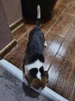 Beagle Tricolor Samiec - 3