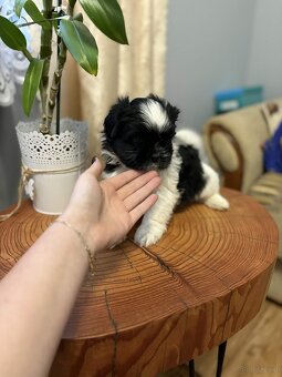 Pieski Shih Tzu - 3