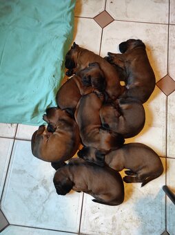 Posokowiec bawarski- szczenięta rodowodowe - 3