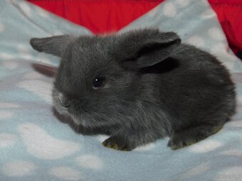 Baranki mini lop - 3