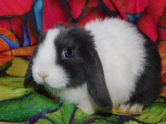 Baranki mini lop - 3