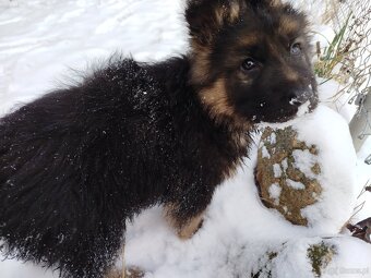 Owczarek niemiecki długowłosy - 3