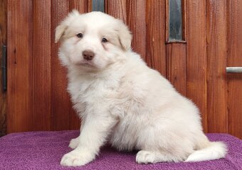 Piękny Biszkopt Border Collie - Rasowy piez z pełną dok. - 3