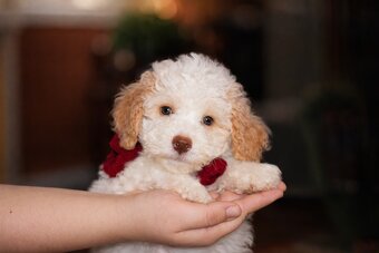 Lagotto Romagnolo z rodowodem – suczka - 3