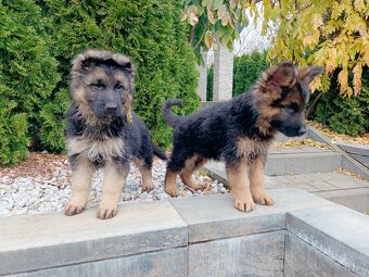 Owczarek niemiecki długowłosy - 3