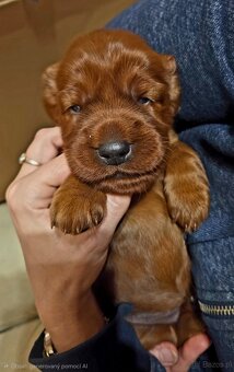 Szczeniaki - seter irlandzki - 3