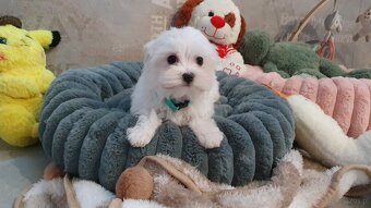 Maltańczyk sunia gotowa do odbioru - 3