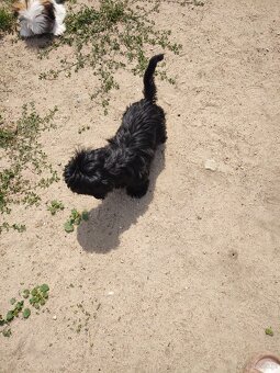 Suczka Shih-tzu - 3
