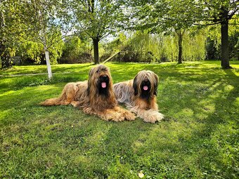 Briard plavý - šteniatka - 3