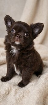 Chiuhuahua długowłosa - 3