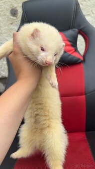 Fretka albinos - 3