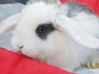 Mini lop baranki - 3