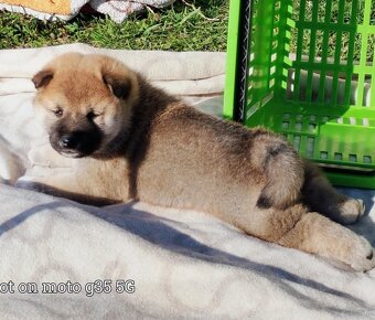 Shiba Inu + Nowy miot + Rezerwacja szczeniąt - 3
