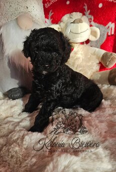 Pudel Toy/Miniaturowy czarny piesek Badania genetyczne Paszp - 3