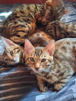 Koty Bengalskie - 3