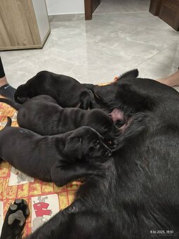 Oddam Szczeniaki - 3