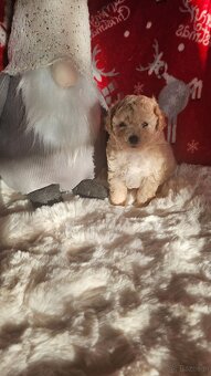 Pudel Toy sunia badania genetyczne - 3