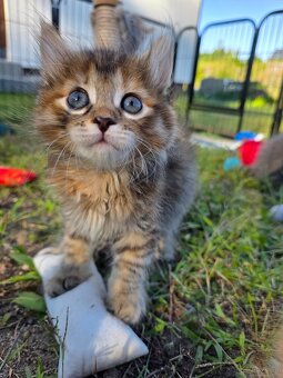 Kocięta bez ogonów Kurylski Bobtail - 3